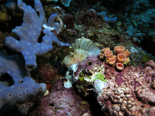 Leaf scorpionfish camouflaged amongst rocks Pescador Island Philippines