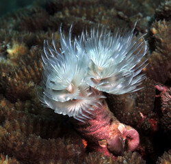 A white Tube worm on brown coral Cebu Philippines