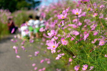 金沢・犀川　コスモスロード