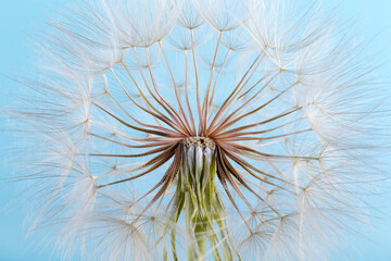 dandelion seeds close up blowing in blue background