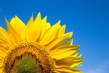 yellow sunflower over blue sky