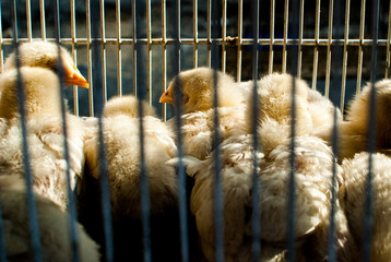 captive chickens 