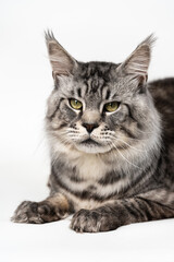 Portrait of fluffy mackerel tabby male American Longhair Cat looking at camera, lying on white background. Studio shot.