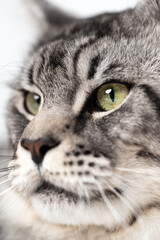 Extreme close-up portrait of American Coon Cat with big eyes looking. Pretty longhair male mackerel tabby Maine Coon Cat.