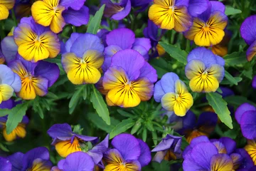 Foto op Plexiglas Yellow and purple pansies © Susan