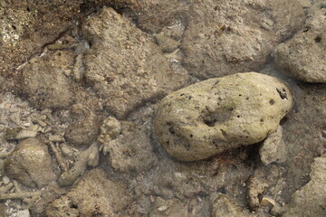close up of a potato