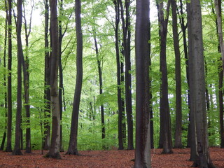 trees in the forest