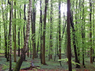 Obraz premium trees in the forest