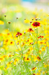 Obraz premium Vibrant Yellow and Red Flowers