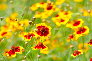 Vibrant Yellow and Red Flowers