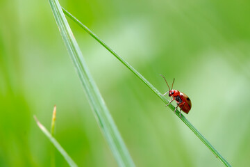 Little tiny red insect hanging on thin grass