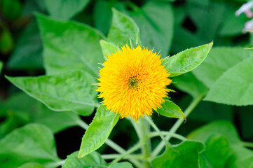 A Photo of a Young Sunflower