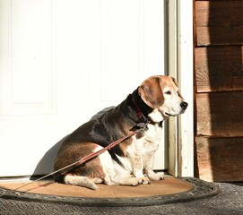 Beagle sitting by the door 