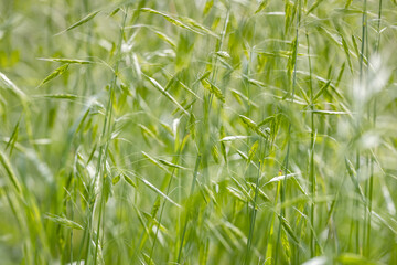 wild wheat nature background