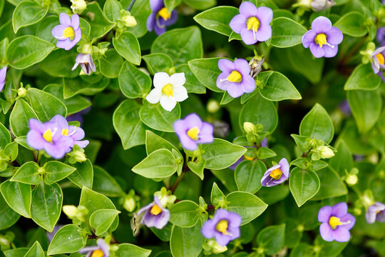 Persian violet, Exacum affine small purple flower closeup beauty banner plant hobby