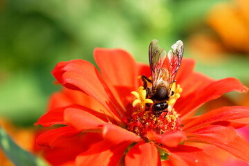 Common zinnia flower with bee on natural background. 