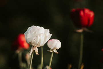 white  flower tulips flowering on background red tulips in tulips field.
