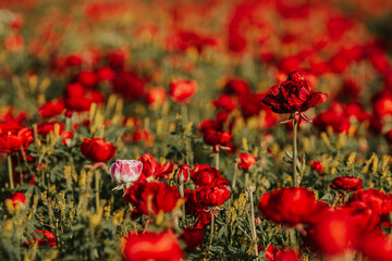 field of flowers