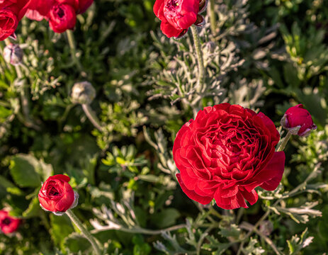 Red Flowers On Field With Dew Drops , Photographed From Above And With Blur Background 