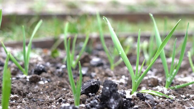 Snow falls on a garden bed with green garlic close-up. Snowfall in spring