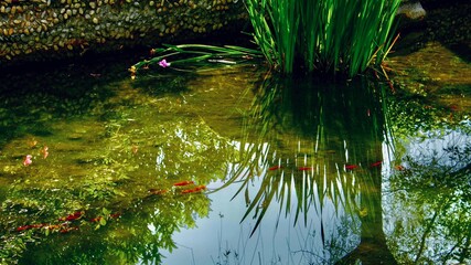 reflections in the water