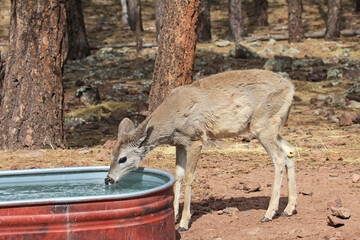 Young deer drinking water, Arizona