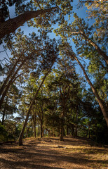 Fototapeta premium Wide angle view at the top of hill of beautiful forest on a bright sunny day, surrounded by grass and tall trees