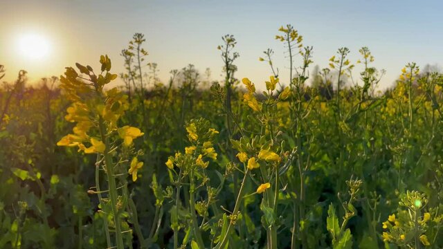 Strolling along beautiful yellow rapeseed blossoms flowers field during sunset on sunny spring day in Germany.