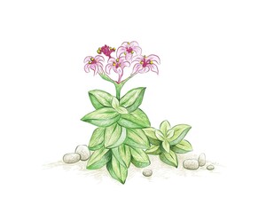 Illustration Hand Drawn Sketch of Crassula Springtime with Pink Flowers. A Succulent Plants for Garden Decoration.
