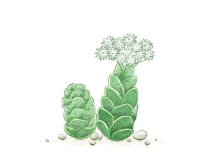 Illustration Hand Drawn Sketch of Crassula Barklyi or Rattlesnake Tail Succulents Plant. A Succulent Plants for Garden Decoration.

