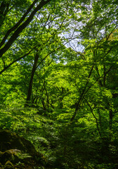 新緑の森　森林浴