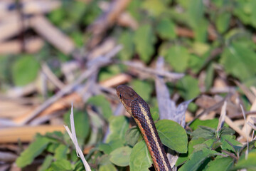 Fototapeta premium A Garter Snake slithers through the grass on a warm and sunny day.