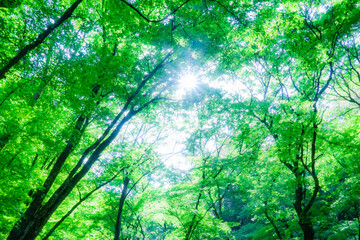新緑・エコイメージ　光さす森