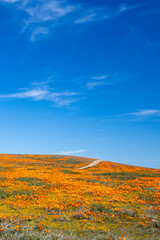 Field of California Golden Poppies blanketing a small desert hill in the Antelope Valley Poppy Preserve in the high desert of southern California USA © htrnr