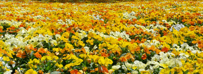 Yellow and orange viola flower fields. 黄色とオレンジ色のビオラの花畑。