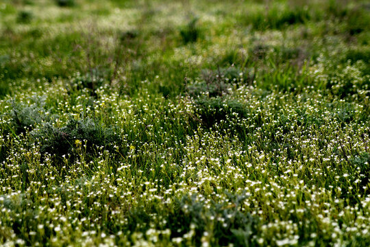 The wild meadow blooms with small white flowers. Wild herbs in the sun. Background picture. Close-up.