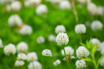 真っ白な春のシロツメクサ