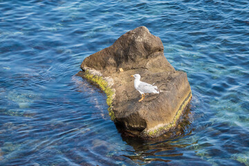 Seagull sits on stone cliff at the sea shore