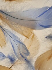 Feathers background in pastel colors. Blue and beige feathers texture. Natural materials surface.Beautiful nature background.Airiness and lightness. Beautiful wallpaper