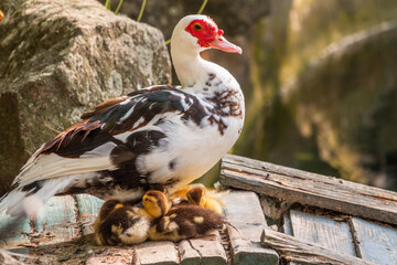 White and black duck with red head, The Muscovy duck, standing on the shore of the pond with its Cute little ducklings