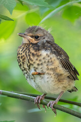 A fieldfare chick, Turdus pilaris, has left the nest and is sitting on a branch. A chick of...