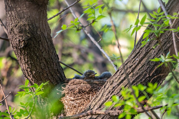 Chicks of Thrush fieldfare, Turdus pilaris, in a nest