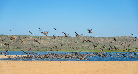 Great colony of Brown Pelicans flying over the river. Beautiful green hills with native plants, and clear blue sky on background, Guadalupe-Nipomo Dunes National Wildlife reserve, California