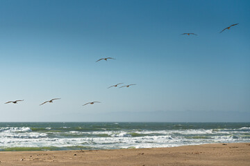 Flock of  pelicans flying over the sea, California Coastline