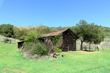 Old abandoned wooden barn overgrown by shrubs and trees. Green grass. Blue sky