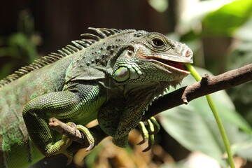 an iguana eating