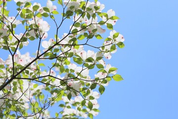 green tree