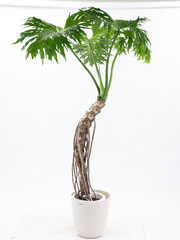観葉植物（セローム）
