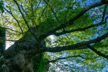 神代ケヤキ　春　御岳山