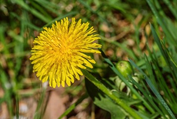 dandelion in the grass